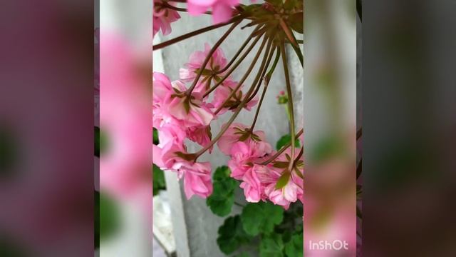 зонартик Ю Сакура#цветы #пеларгонии #pelargonium смотреть онлайн