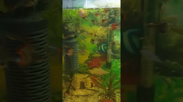 МОИ РАЗНОЦВЕТНЫЕ ГУППИ..mp4 смотреть онлайн