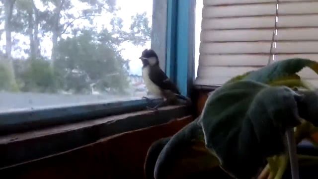 К нам перелетел гость смотреть онлайн