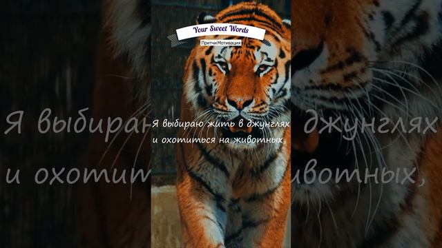 НЕ СМОТРИ НА ДРУГИХ | Сильно Сказано Притча О Выборе смотреть онлайн