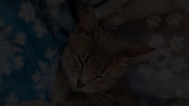 Cat with 4 Mouths to Feed Now Has a Comfy Place for Her Kittens смотреть онлайн