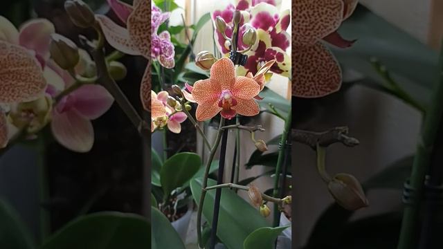 новинки с последнего завоза смотреть онлайн