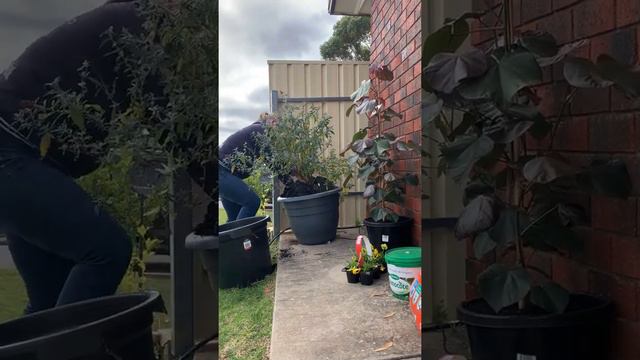 Red Cottonwood Hibiscus смотреть онлайн