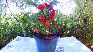 Пиноккио - Комнатный сорт томата.