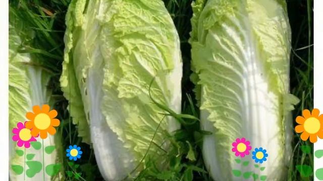 Капуста пекинская F1 Ника. Краткий обзор, описание характеристик, где купить саженцы, семена смотреть онлайн