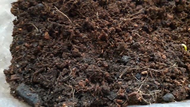 Оливка с косточки (часть 2)! Всходы смотреть онлайн