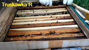 Пчёлы не изгнали трутней из улья осенью. Это проблема на пасеке или нет? И почему они их оставили?