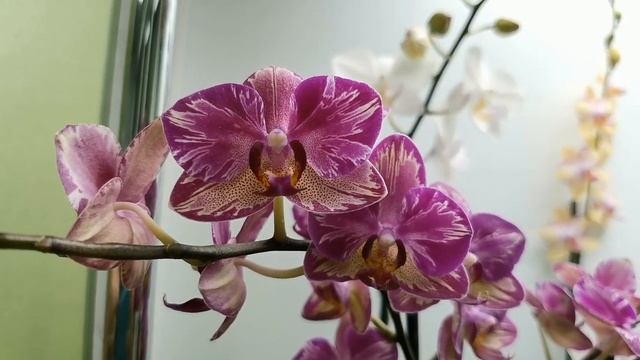 Орхидеи - ЦВЕТУНЬИ ОКТЯБРЯ на лоджии,ЦВЕТЕНИЕ новой КАТТЛЕИ,2021. смотреть онлайн