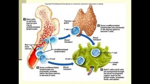 Анатомия и физиология - Лекция 41 - Иммунитет, виды иммунитета