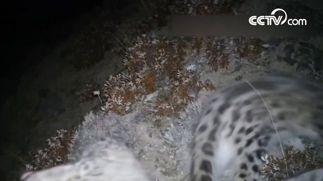 В горах Цилянь впервые одновременно были запечатлены четыре снежных барса смотреть онлайн