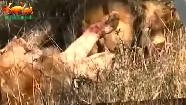 Самое ужасное и жестокое убийство льва. Ужас / Львы жестоко убивают короля прайда - Трогательно смотреть онлайн