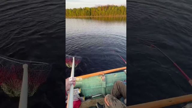 Вываживание щуки. Не лезет в подсак!