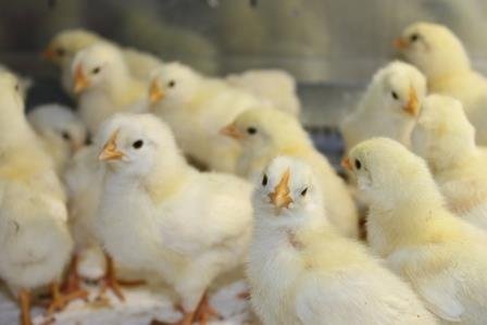 НОРМЫ КОРМА ДЛЯ ЦЫПЛЯТ И КУР ЯИЧНОГО НАПРАВЛЕНИЯ. смотреть онлайн