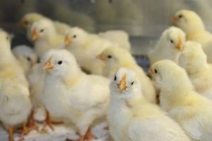 НОРМЫ КОРМА ДЛЯ ЦЫПЛЯТ И КУР ЯИЧНОГО НАПРАВЛЕНИЯ.