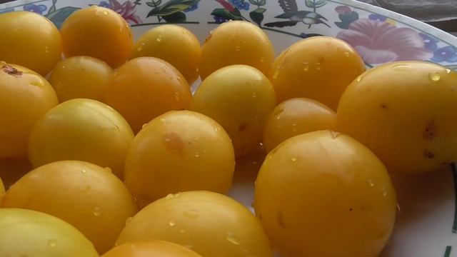 Жёлтые сливы на тарелке, сорт сливы Курага смотреть онлайн