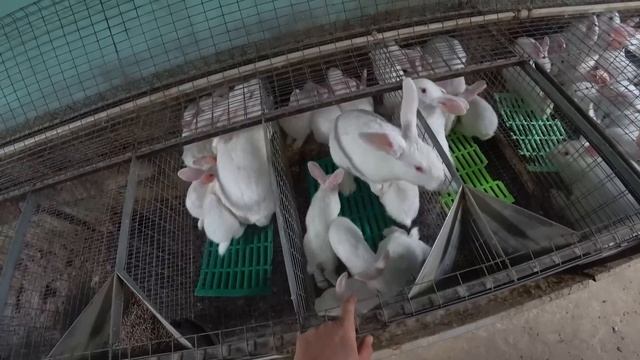 ПОЛНОЕ ОБСЛУЖИВАНИЕ ОДНОГО КРОЛЬЧАТНИКА смотреть онлайн