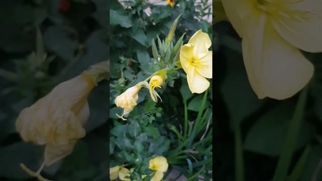 Чудеса природы смотреть онлайн
