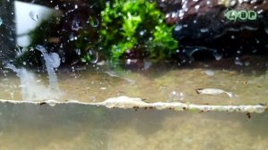 Как сделать МИНИ АКВАРИУМ ПАЛЮДАРИУМ С ВОДОПАДОМ своими руками просто и доступно!