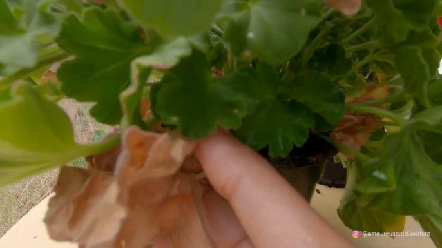 How to care for Geranium flowers - Pinching/Deadheading Process - Symbolism and Fun Facts смотреть онлайн