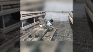 Как я лечу Трихомоноз у голубят