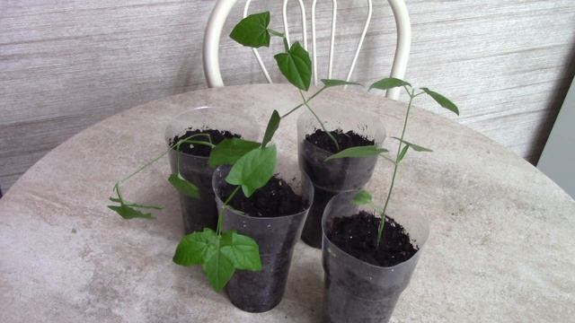 Тунбергия.mp4 смотреть онлайн