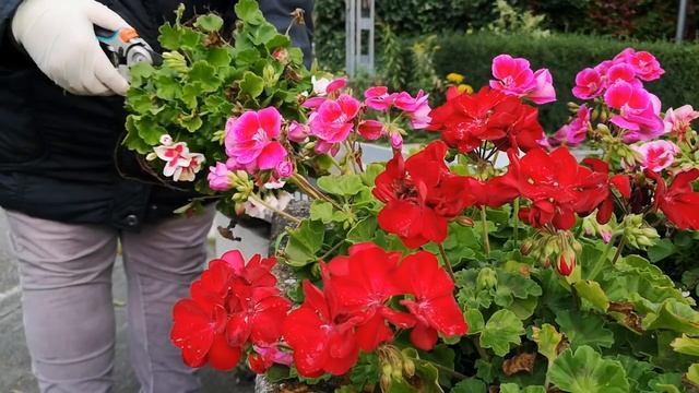 Готовлю еду. Герани - хочу сохранить их зимой!