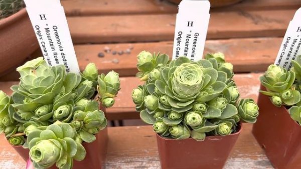 Beautiful and amazing succulent! Greenovia dodrantalis "Mountain Rose Succulent" 🥰 💚 💐