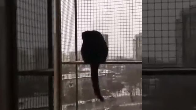Вольер антикошка/балкон для кошки смотреть онлайн