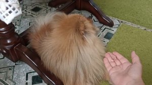 ШПИЦ ВЫПОЛНЯЕТ КОМАНДЫ   ДРЕССИРОВКА СОБАКИ