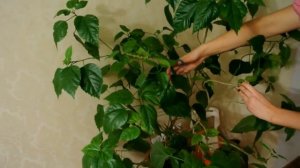 Гибискус Почему не цветет гибискус? Обрезка гибискуса Why don’t bloom hibiscus?