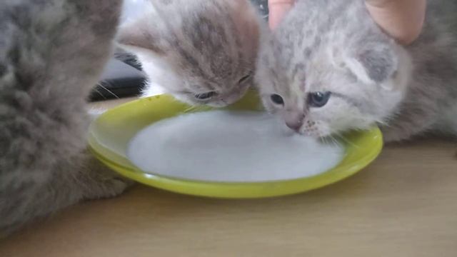 Как научить котят кушать. смотреть онлайн