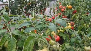 ВЫРАЩИВАЕМ ТОМАТЫ ИЗ ПАСЫНКОВ