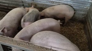 Злейший враг свиноводства ! Почему  убрал из рациона мясокостную муку в откормочном стаде