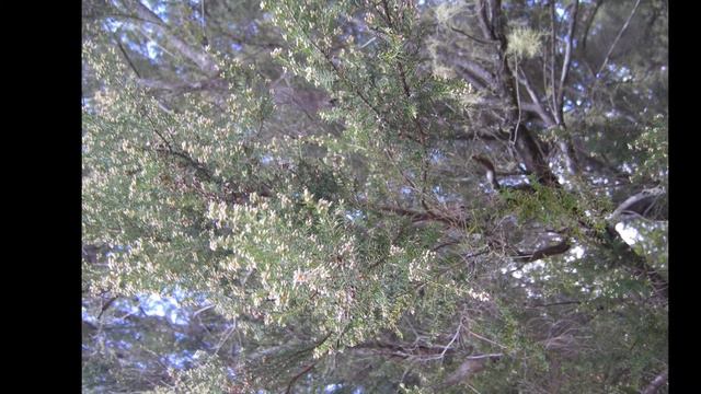 La Palma - Baumheide смотреть онлайн