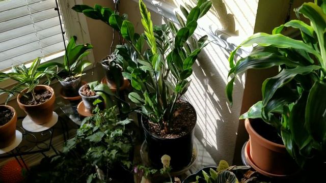 7 sorpresas en mi jardín: sandía, torenia, calathea, marantha, rosa, zamioculcas y orquídea смотреть онлайн