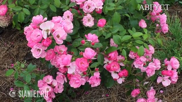 Радость лета - гортензия метельчатая и роза смотреть онлайн