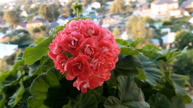 пинк рамблер розебуд. 400 руб кустик. 89108902201 смотреть онлайн