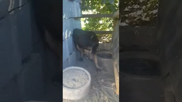 Щенок и лапа смотреть онлайн