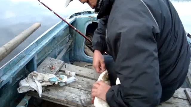 Рыбалка на язя.На следующий день после клева смотреть онлайн