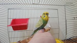 Как приручить попугая, если он кусается?