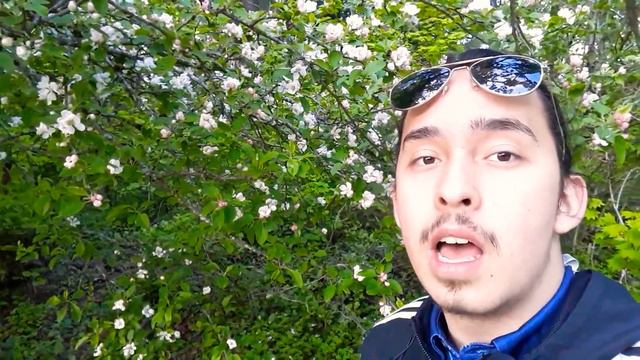 Apple and Crabapple basics смотреть онлайн