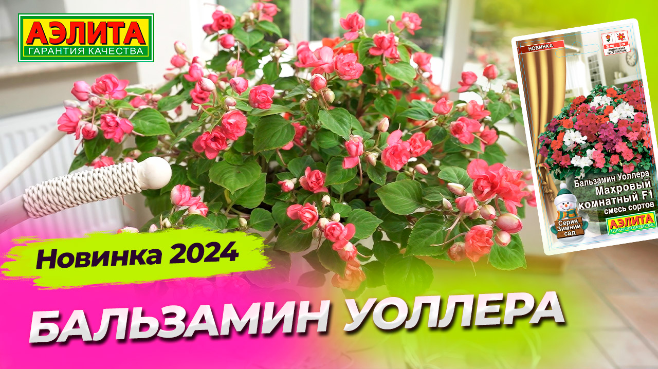 Новинка 2024! Бальзамин Уоллера МАХРОВЫЙ КОМНАТНЫЙ F1