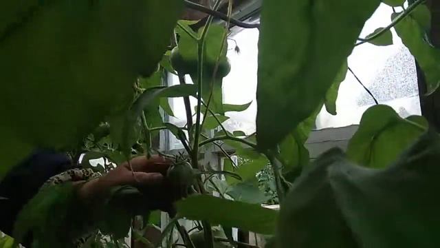 Томат Китайский розовый,обзор . смотреть онлайн