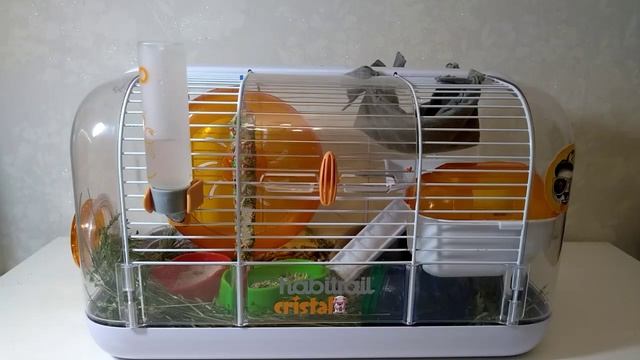 Все что надо знать при покупке хомяка!? / КЛЕТКА, ДОМ, ПОИЛКА, КОЛЕСО... смотреть онлайн