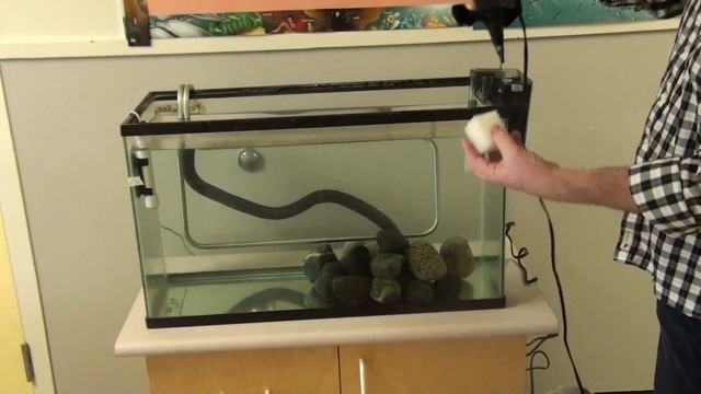 Salmon Tank Setup (No Gravel) смотреть онлайн