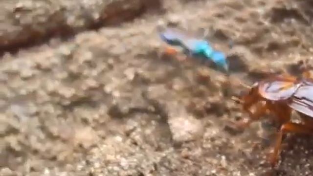 Зомбирование таракана смотреть онлайн