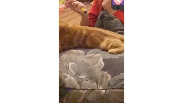 ? Лучшая игра с котиком. Как играть с котёнком ? смотреть онлайн