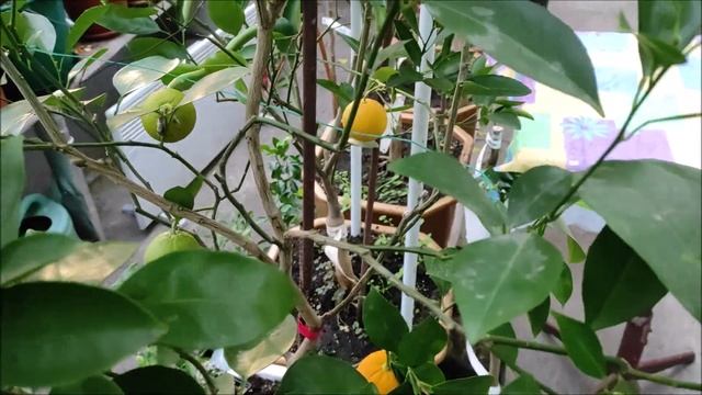 Апельсин Skaggs Bonanza / Апельсин Fukumoto смотреть онлайн