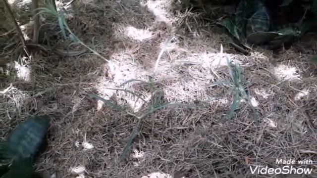 Identificação cientifica 7: ixora, cravo, bouganvillea etc... смотреть онлайн