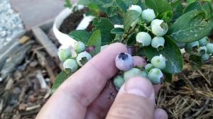 Голубика. Крупноягодный сорт БОНУС.